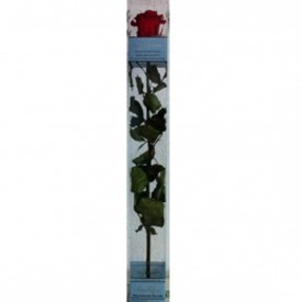 50cm. Rosa Eterna Roja 