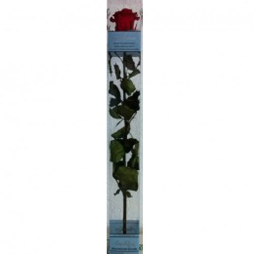 50cm. Rosa Eterna Roja 