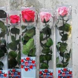  50 cm Rosa Eterna Rosa 